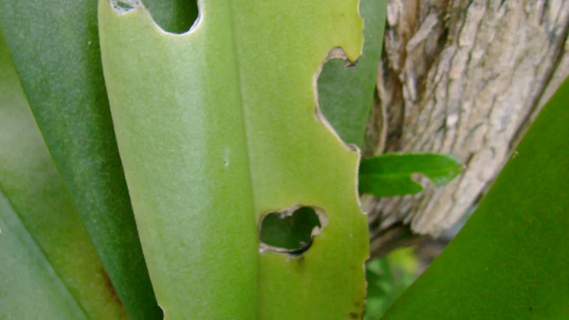 Schneckenfraß an orchideenblättern. foto: Klaus Margraf