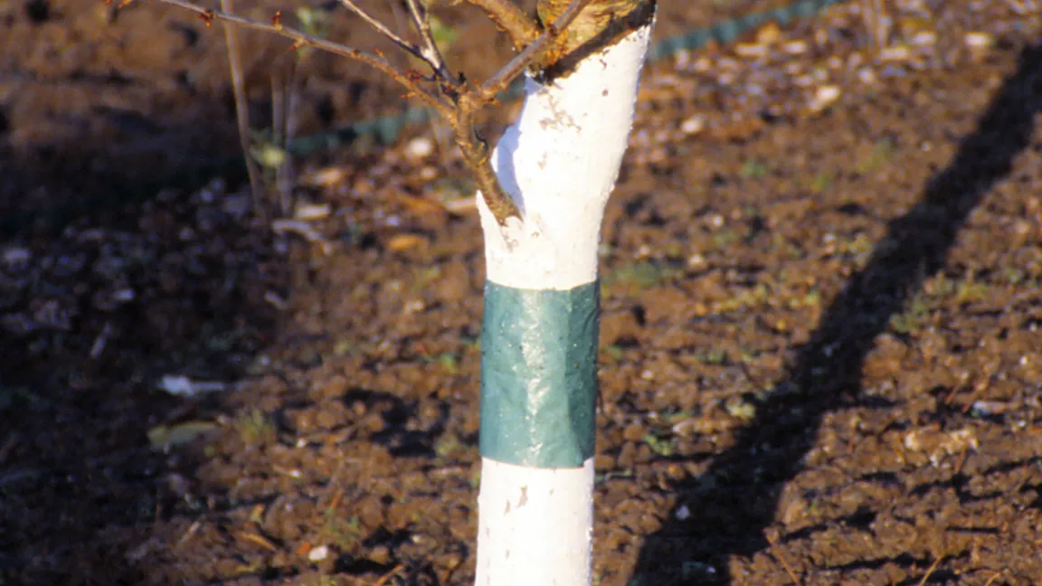 Mit dem Weißen der Stämme wird Frostrissen vorgebeugt. Foto: Klaus Margraf