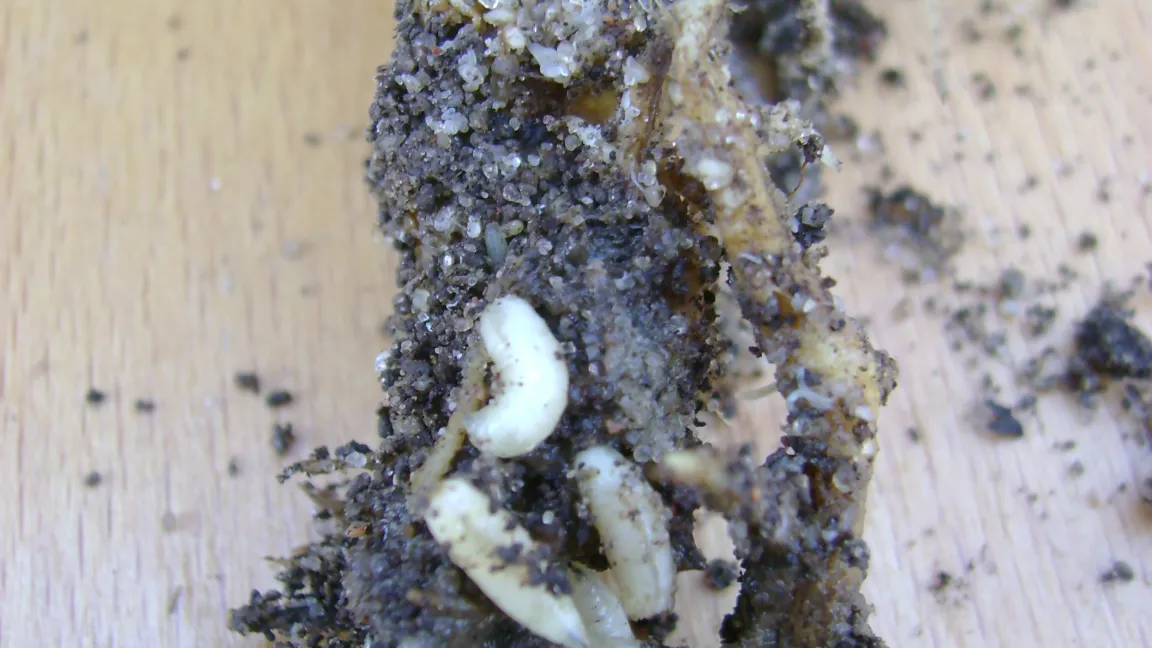 Welke- und Absterbeerscheinungen an Kohlgewächsen können durch Wurzelfraß von Kohlfliegenmaden verursacht werden. Foto: Klaus Margraf