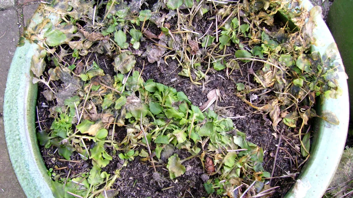 Schäden an Hornveilchen ohne Schutz vor Winterfrost. Foto: Dr. Klaus Margraf