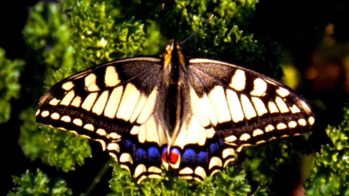 Der Schwalbenschwanz ist einer der schönsten und größten einheimischen Tagfalter . Foto: Klaus Margraf