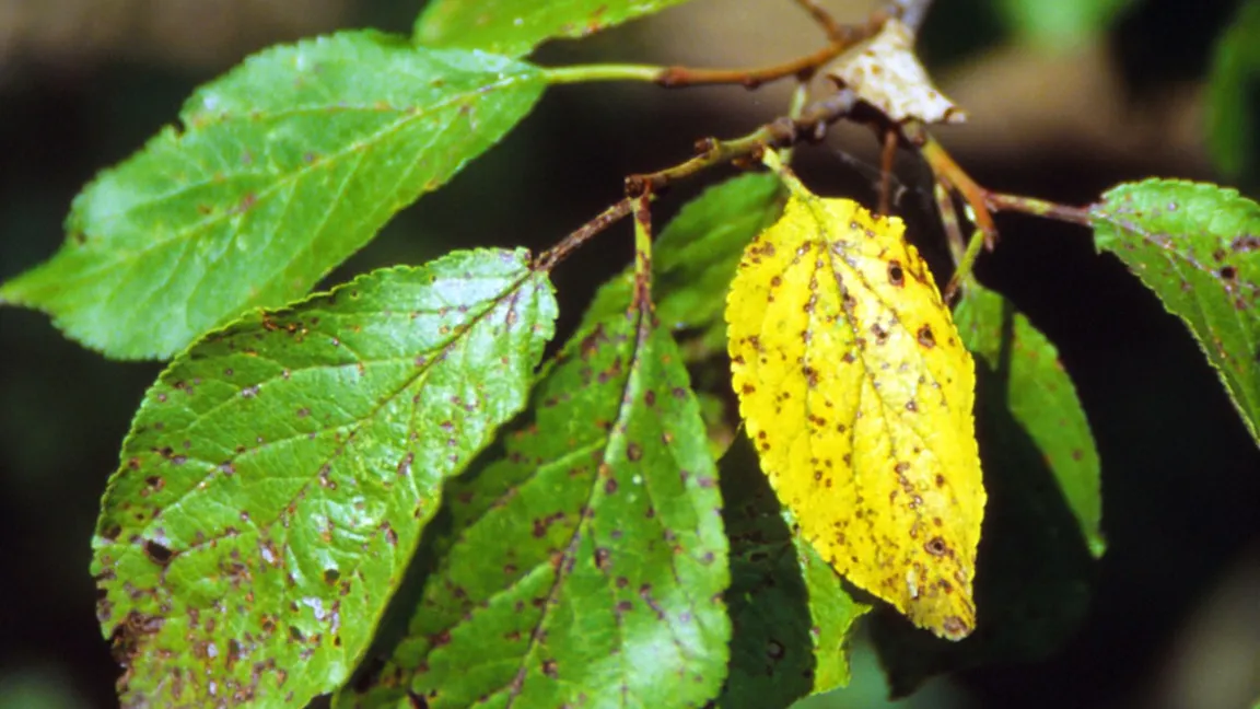 Sprühfleckenkrankheit an Pflaume. Foto: Klaus Margraf