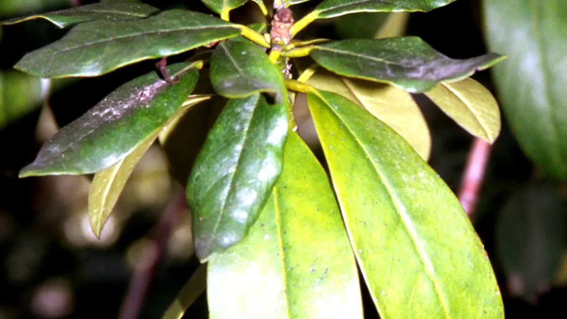 Stickstoffmangel am Rhododendron führt zur Chlorose. Die Blätter des Neutriebs werden kleiner. Foto: Klaus Margraf