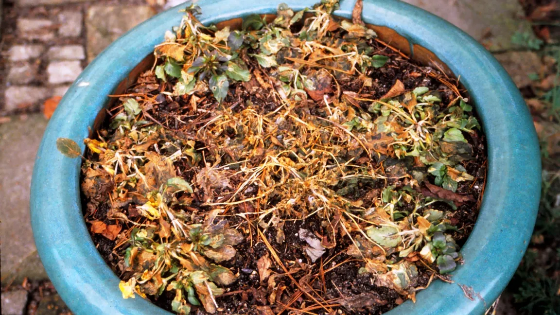 Auch bei Stiefmütterchen lohnt sich der Schutz vor Frost. Foto: Dr. Klaus Margraf