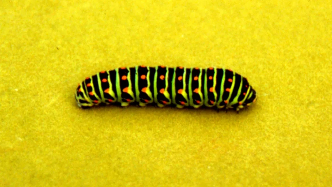 Raupe des Schwalbenschwanzes mit den typischen Querstreifen. Foto: Klaus Margraf
