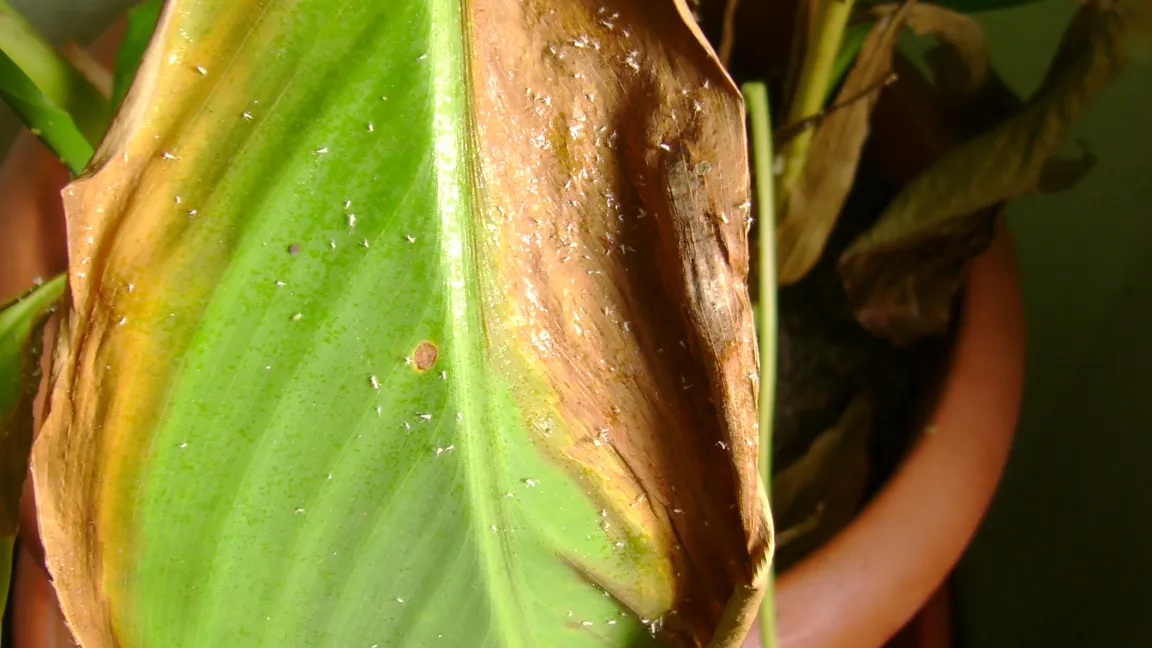 Schäden durch unsachgemäße Anwendung ölhaltiger Pflanzenschutzmittel
Foto: Dr. Klaus Margraf