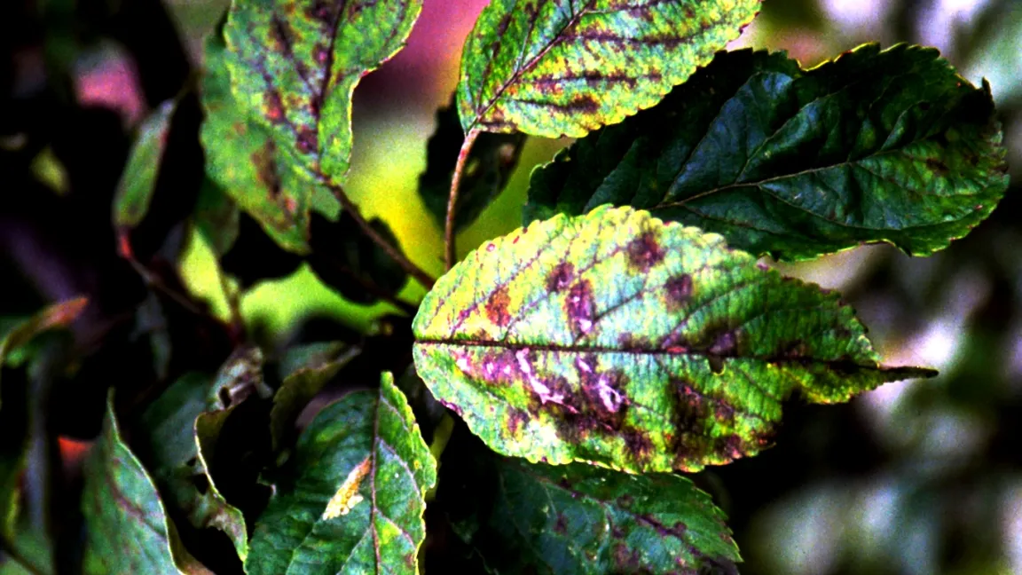 Schon bald nach dem Austrieb kann es zur Schorfinfektion kommen. Foto: Klaus Margraf