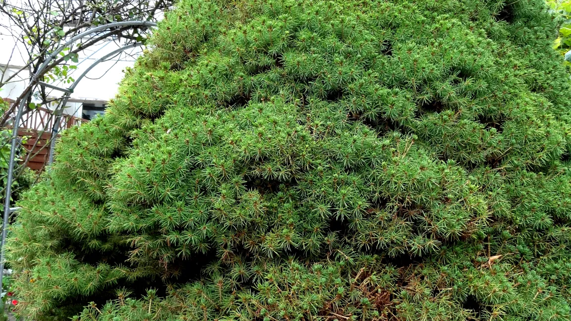 Spinnmilbenbefall an Zuckerhutfichten beginnt auf der Südseite der Gehölze. Foto: Klaus Margraf
