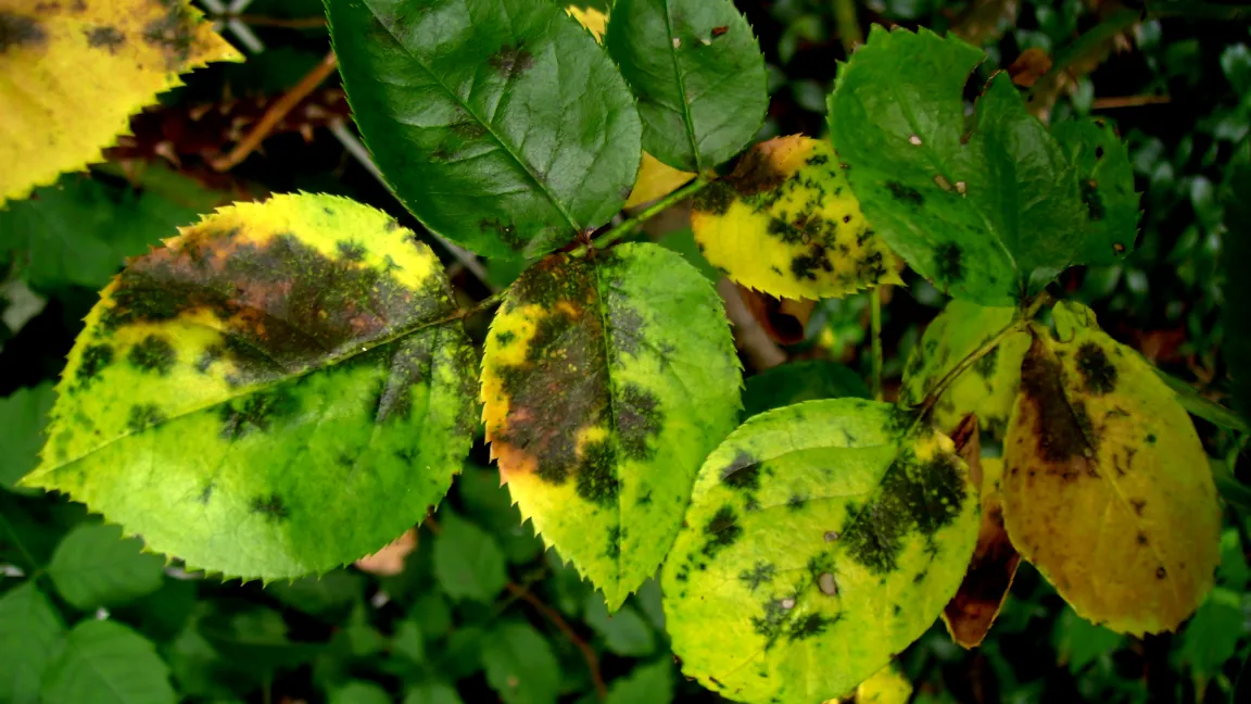 Sternrußtauflecken mit strahlig ausgefranstem Rand. Foto: Klaus Margraf