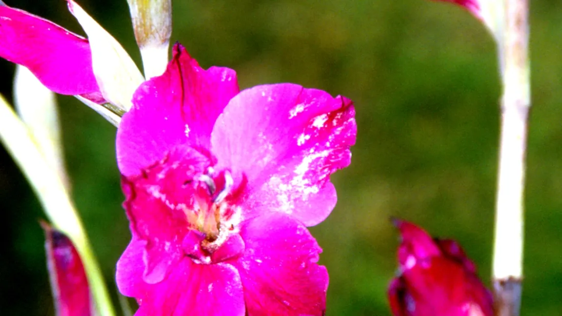 Thrips-Saugschäden an Gladiolenblüten. Foto: Klaus Margraf