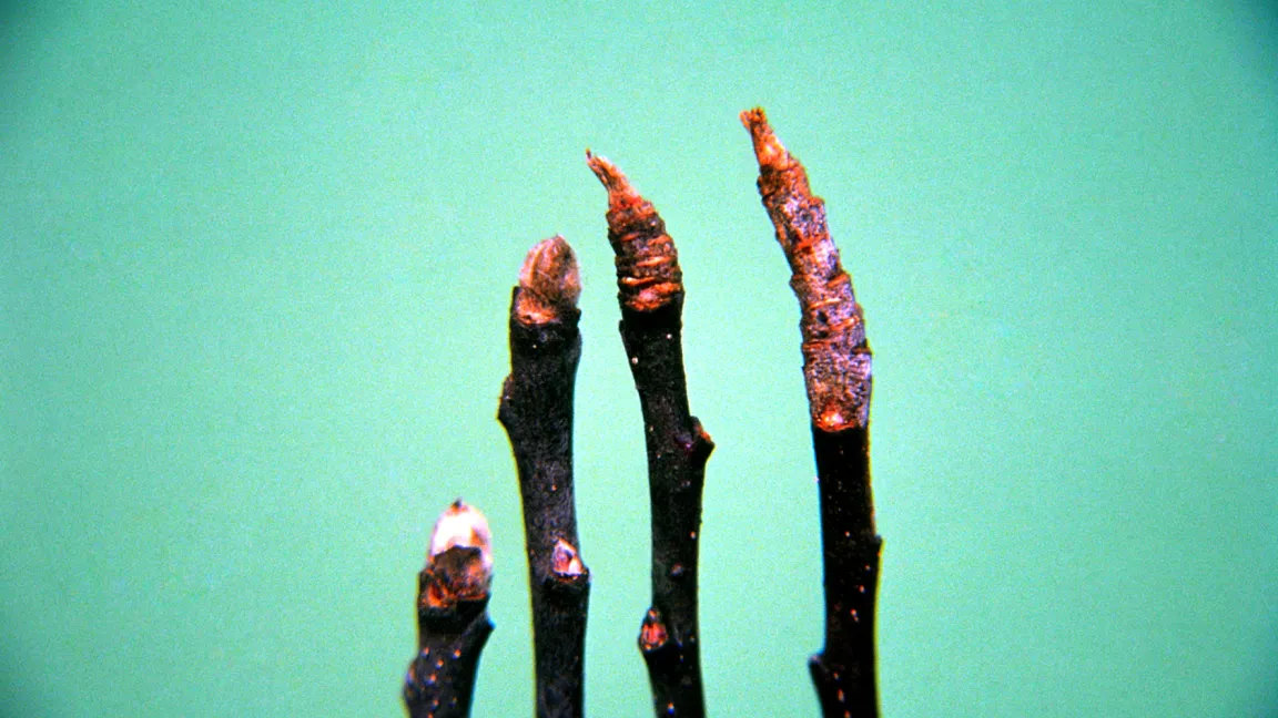 Vom Apfelmehltau befallene Triebspitzen (rechts) werden beim Winterschnitt entfernt. Foto: Klaus Margraf