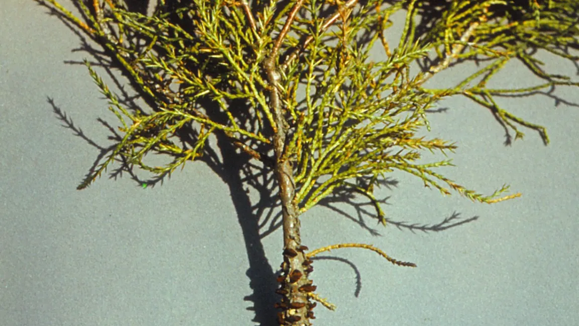 Wacholderrost – eingetrocknete Fruchtkörper an angeschwollenem Zweig. Foto: Klaus Margraf