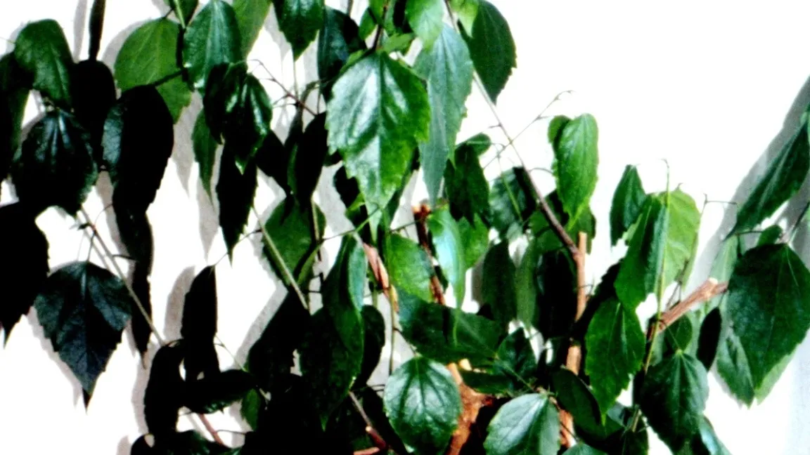 Welkende Blätter sind ein Hinweis auf Wassermangel. Foto: Klaus Margraf