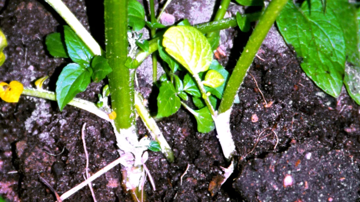 Wurzeltöterkrankheit (Weißhosigkeit). Foto: Klaus Margraf