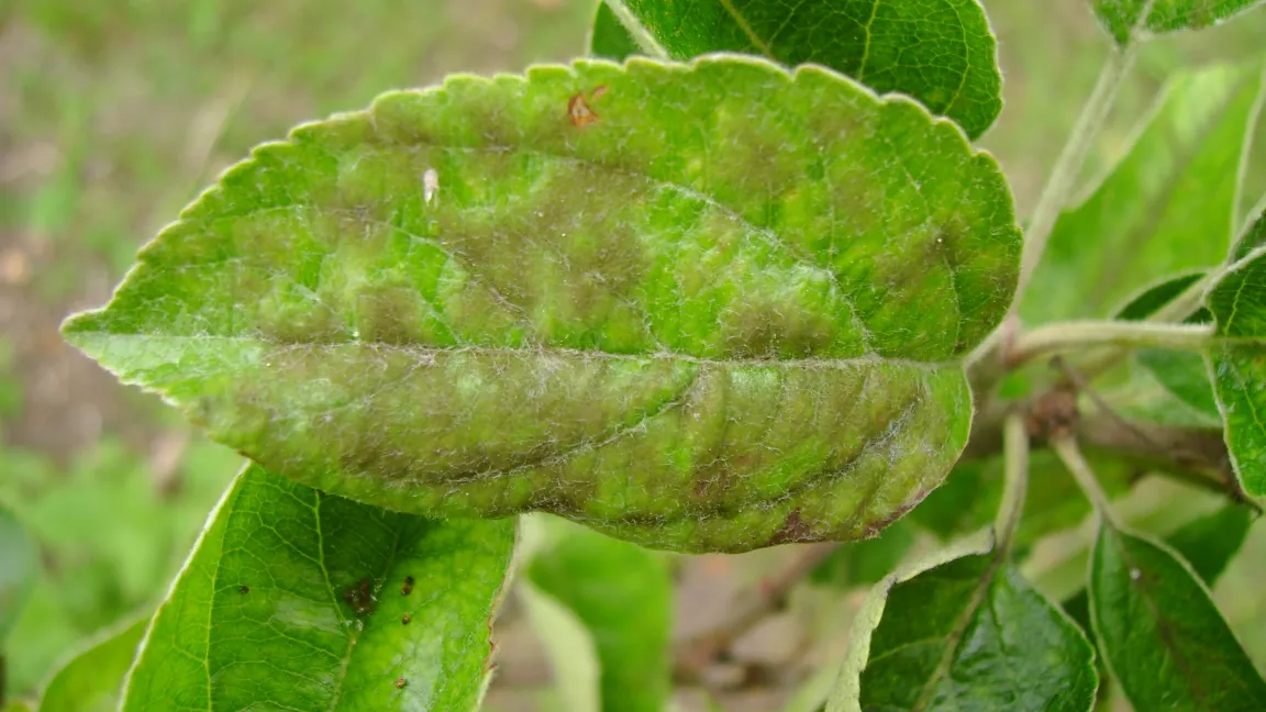 Schorfflecken auf einem Apfelblatt. Foto: Klaus Margraf