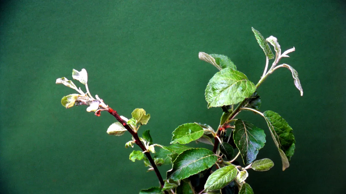 Durch Apfelmehltau geschädigter Austrieb. Foto: Klaus Margraf