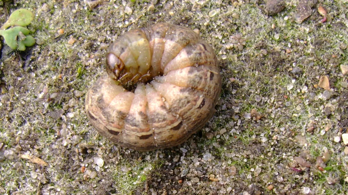 Erdraupe in Abwehrhaltung. Foto: Klaus Margraf