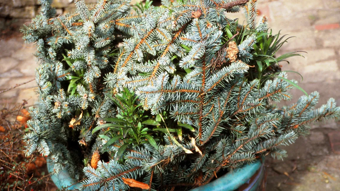 Frostschutz für Goldlack. Foto: Dr. Klaus Margraf