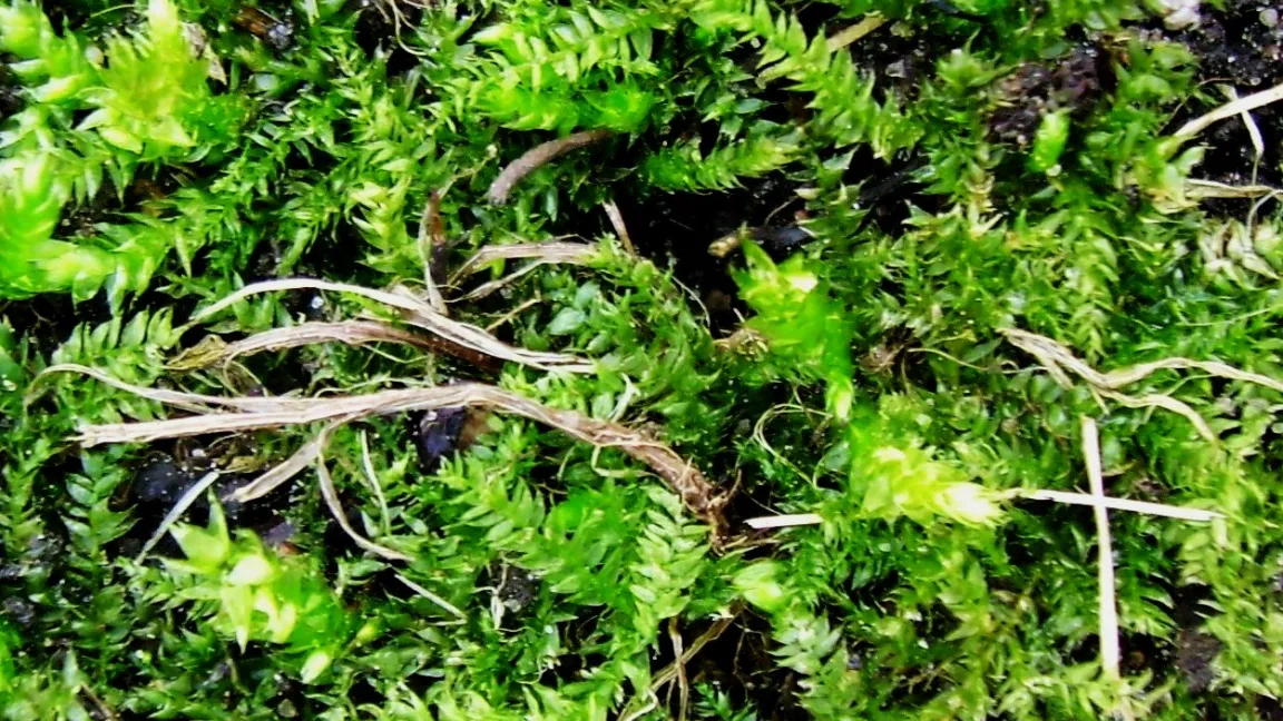 Moospolster haben zum Absterben der Gräser geführt. Foto: Klaus Margraf