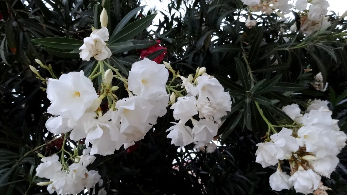 Die wunderschönen Oleanderblüten sind leider nicht genießbar. Foto: Klaus Margraf