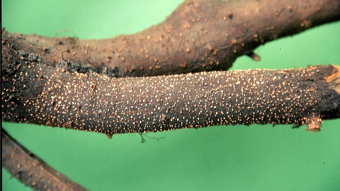 Rotpustelkrankheit an liegengebliebenen Wurzelresten. Foto: Klaus Margraf