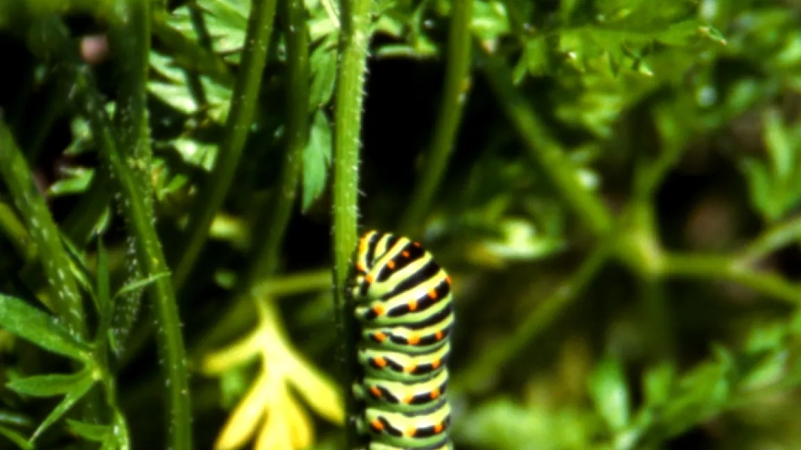Schwalbenschwanz-Raupe an Möhrenkraut. Foto: Klaus Margraf