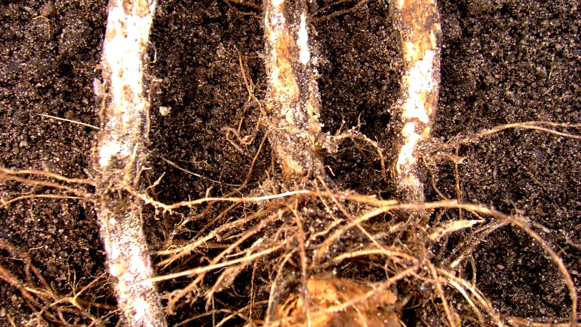 Vermorschung am Wurzelhals durch die Wurzeltöterkrankheit. Foto: Klaus Margraf