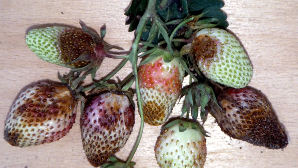 Der Erreger der Phytophthora-Wurzelfäule verursacht die Lederfäule an den Früchten. Foto: Klaus Margraf