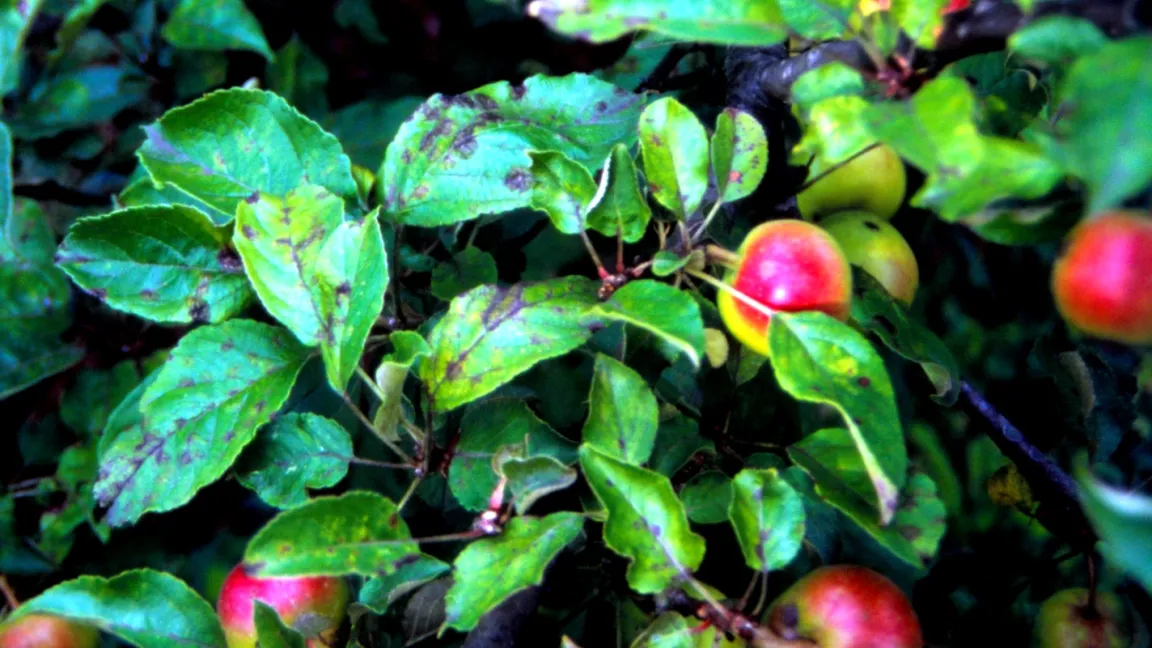 Blattbefall durch Apfelschorf. Foto: Klaus Margraf