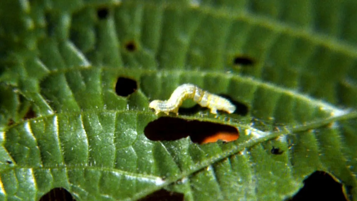 Frostspanner-Raupe auf einem Lindenblatt. Foto: Klaus Margraf