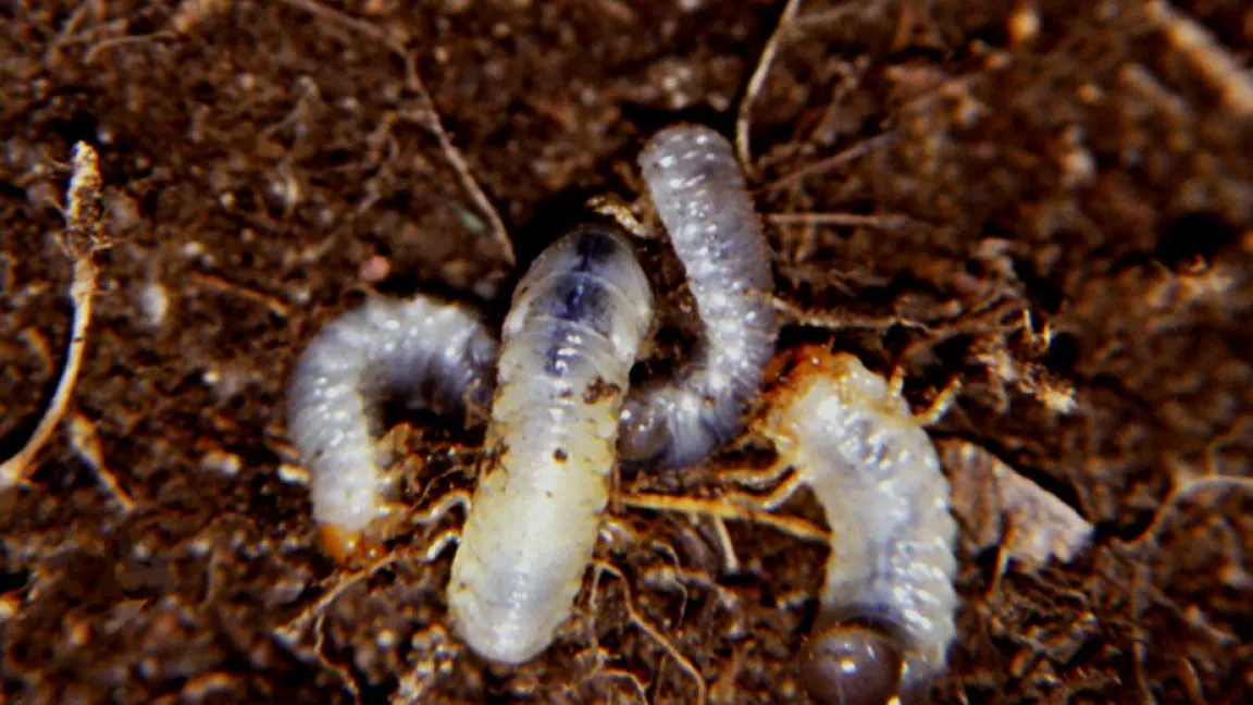 Die Larven schlüpfen nach etwa 3 Wochen nach der Eiablage und fressen bis Ende Oktober an den Rasenwurzeln. Foto: Klaus Margraf