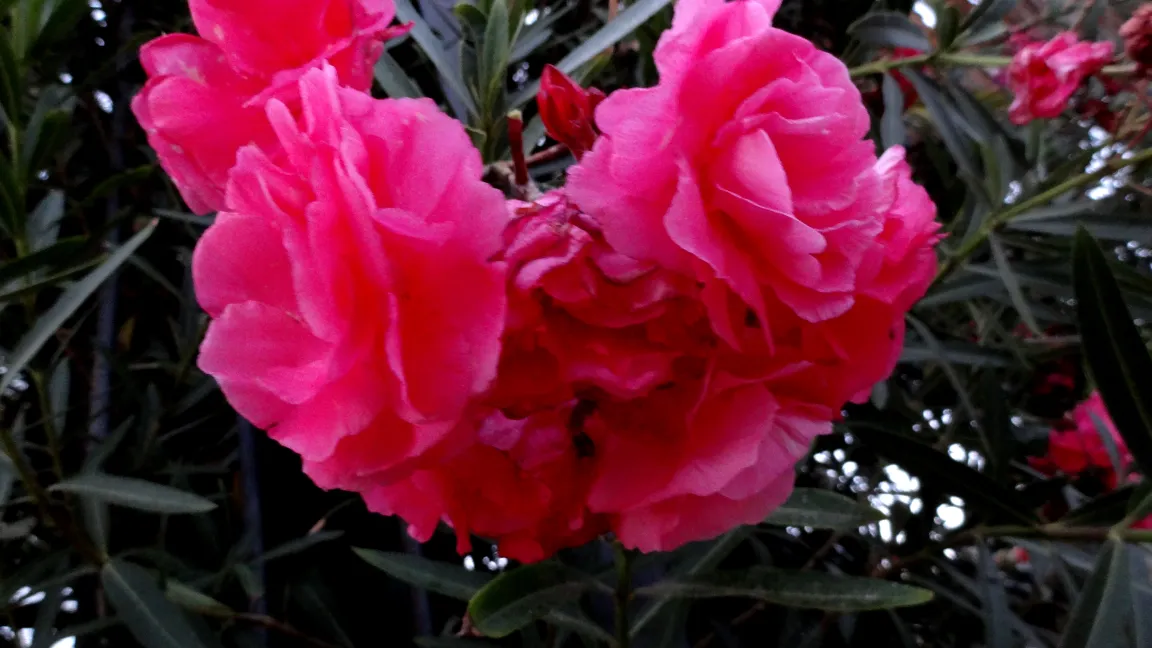Der Oleander enthält Glykoside, die nach einer Aufnahme zu Magen-Darm-Beschwerden führen können. Foto: Klaus Margraf