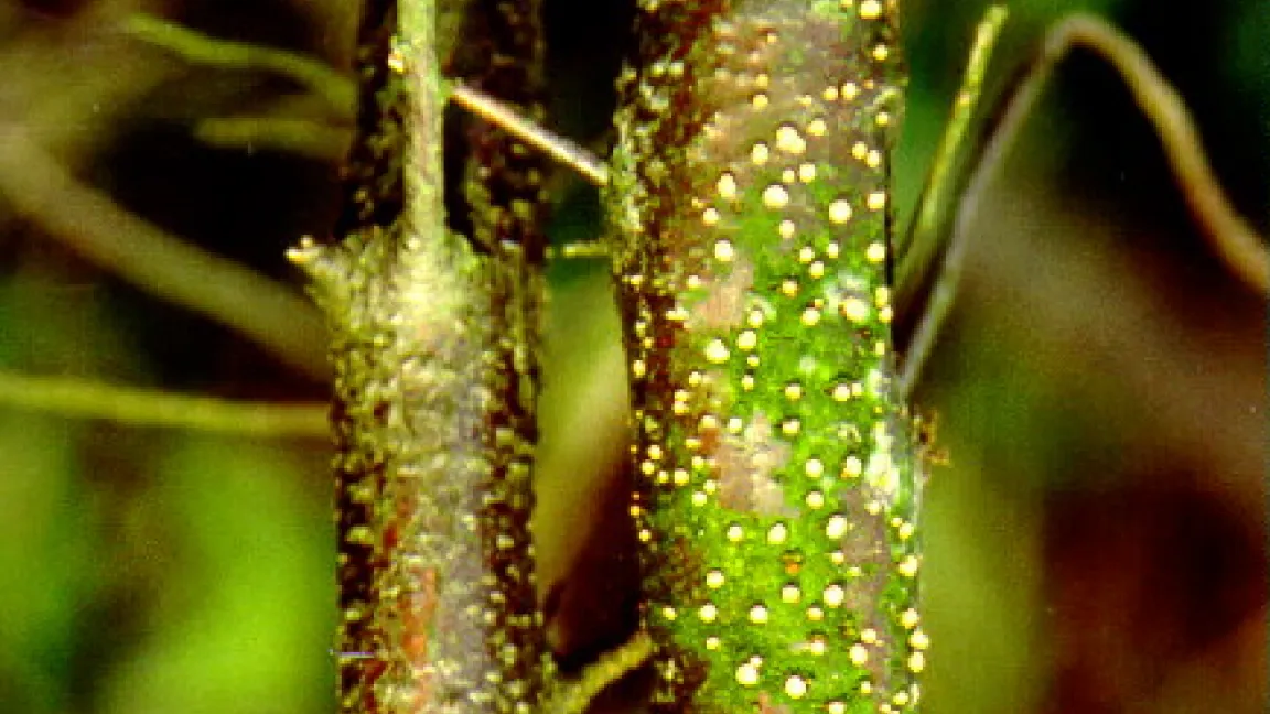 Rotpustelkrankheit an zweigen der Ölweide. Foto: Klaus Margraf
