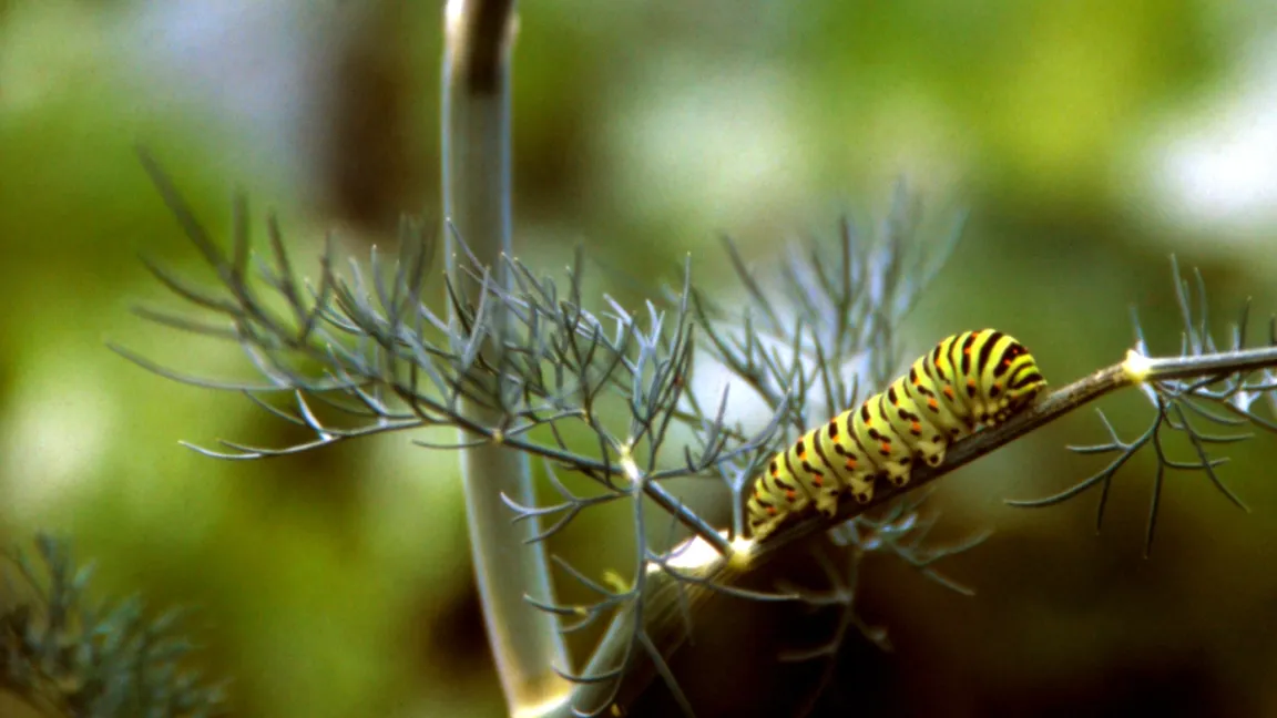 Die Raupe frisst an Dill. Foto: Klaus Margraf
