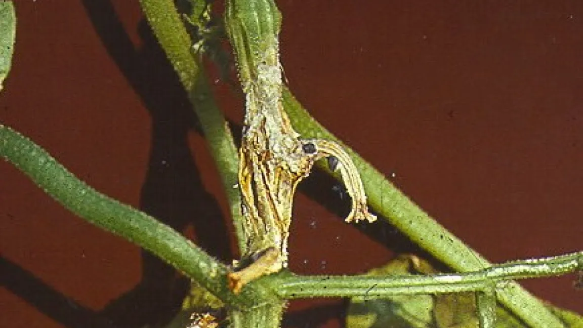 Watteartiges Sklerotinia-Myzel an überwinterten Dahlienknollen. Foto: Klaus Margraf