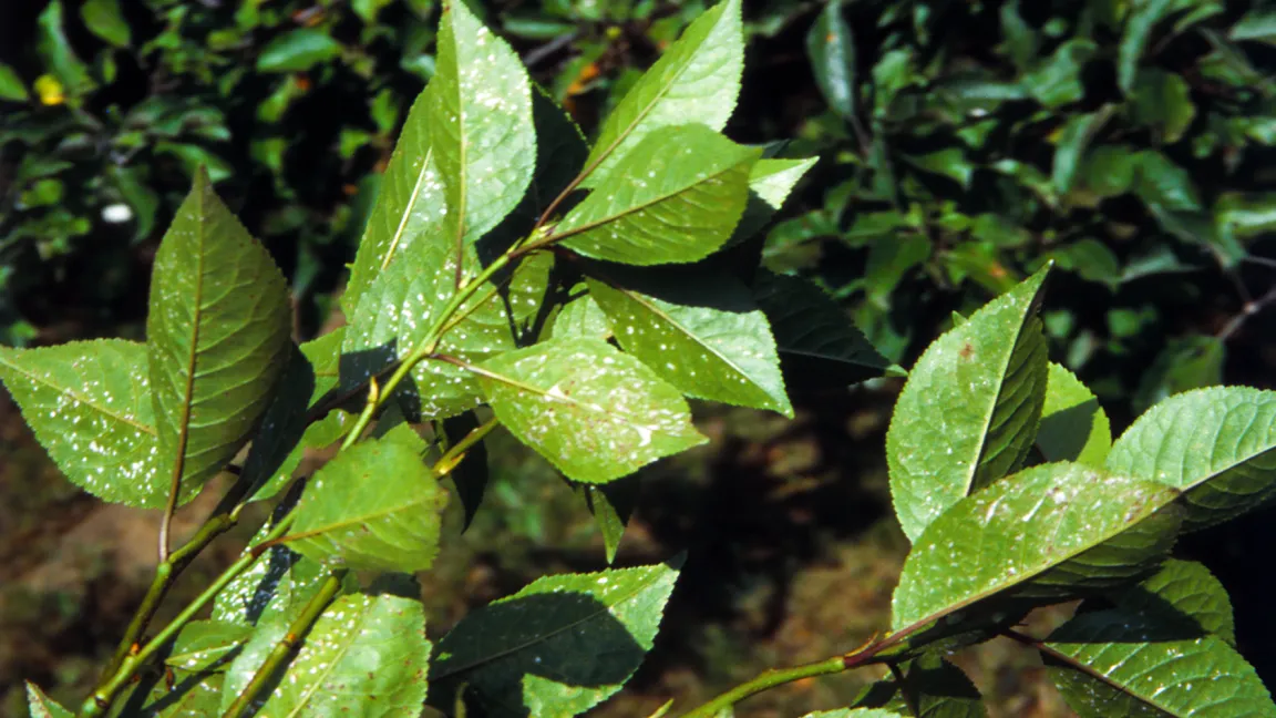 Sprühfleckenkrankheit an Schattenmorelle, Pilzbelag unterseits. Foto: Klaus Margraf