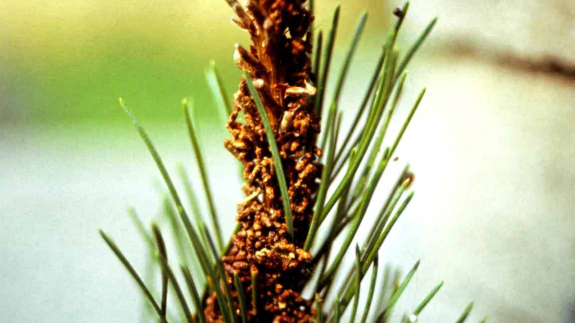 Von der Kiefernkulturgespinstblattwespe geschädigte Triebspitze. Foto: Klaus Margraf