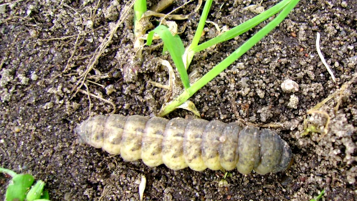 Die farbmäßig an ihre Umgebung angepasste Erdraupe bohrt sich in die Erde ein. Foto: Klaus Margraf