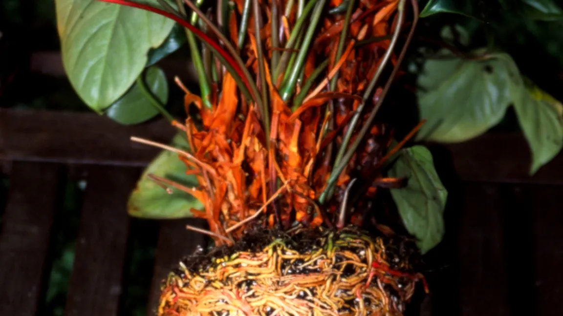 Anthurien mit derart verfilztem Wurzelballen müssen häufiger gegossen oder umgetopft werden. Foto: Klaus Margraf