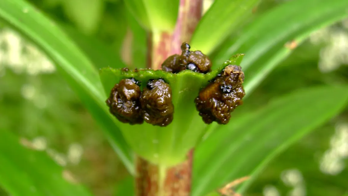 Larven von Lilienhähnchen schauen nur mit dem schwarzen Kopf aus dem Kothaufen heraus. Foto: Klaus Margraf