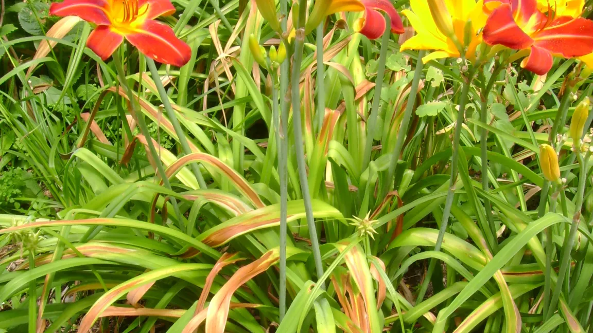 Vergilbungen an Taglilien können durch Wurzelfraß z. B. von Wühlmäusen oder durch Hitzeeinwirkung verursacht werden. Foto: Klaus Margraf