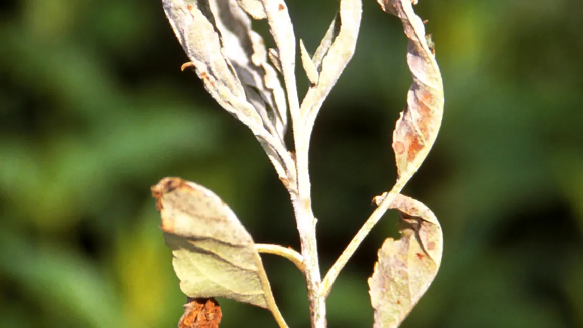Vom Apfelmehltau befallene Triebspitzen sind abzuschneiden. Foto: Klaus Margraf