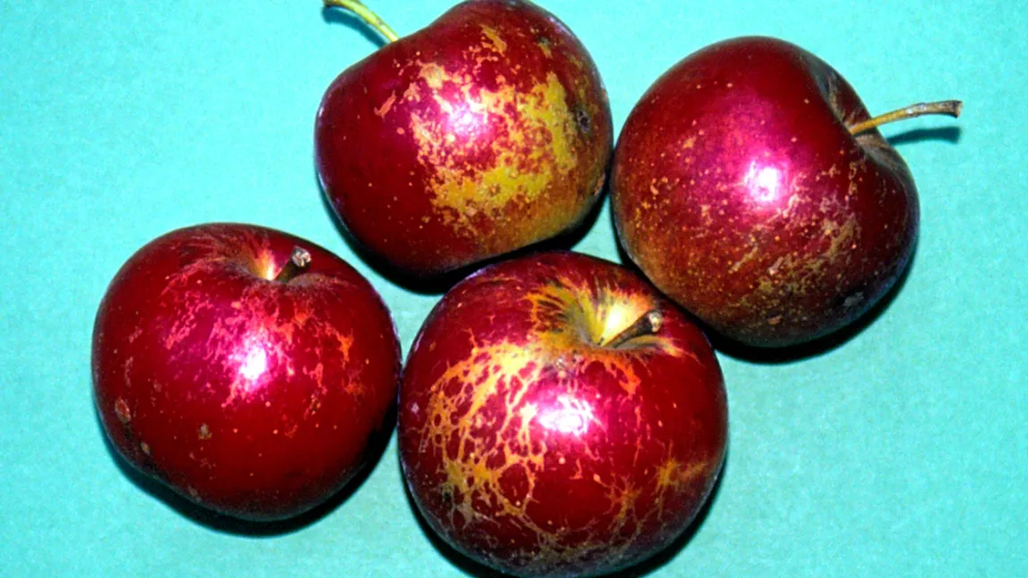 Berostungen an Äpfeln. Foto: Klaus Margraf