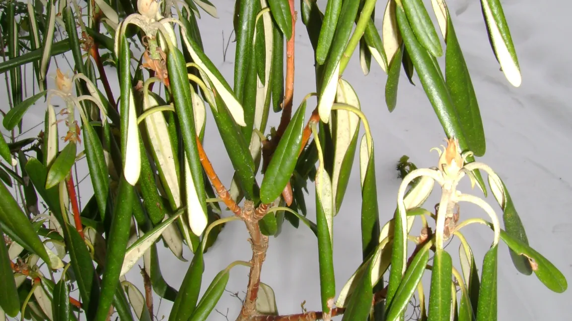 Blattrollen als Selbstschutz beim Rhododendron in Frostperioden. Foto: Dr. Klaus Margraf