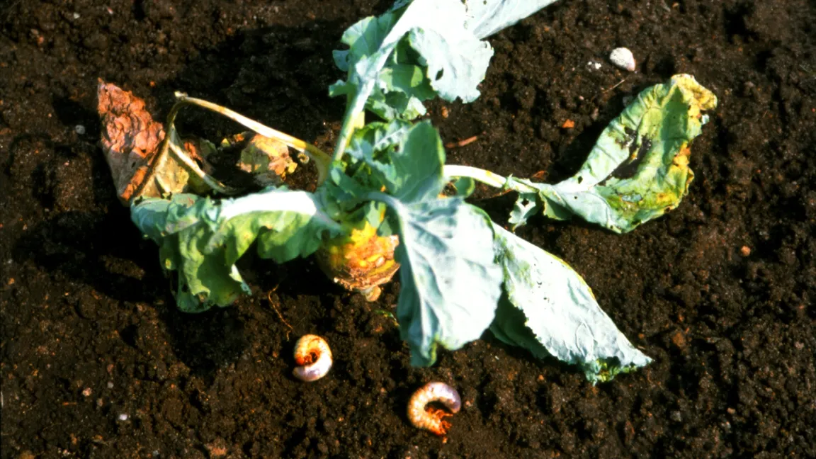 Durch Wurzelfraß von Maikäfer-Engerlingen welkende Kohlrabipflanze. Foto: Klaus Margraf
