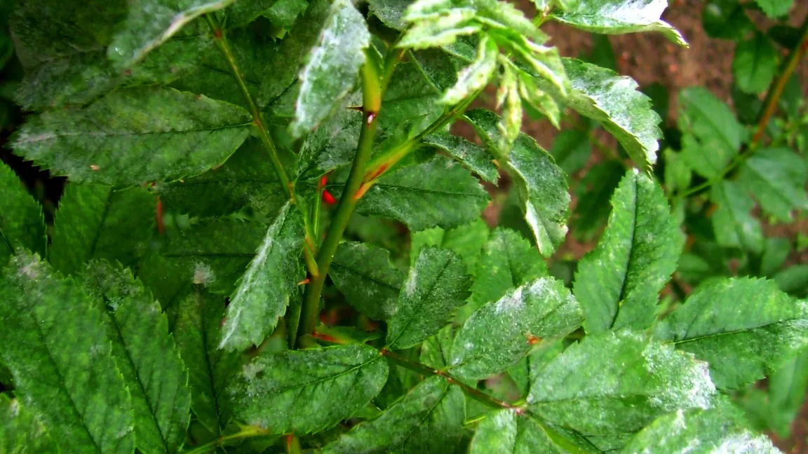 Echter Mehltau an Wildrosen. Foto: Klaus Margraf