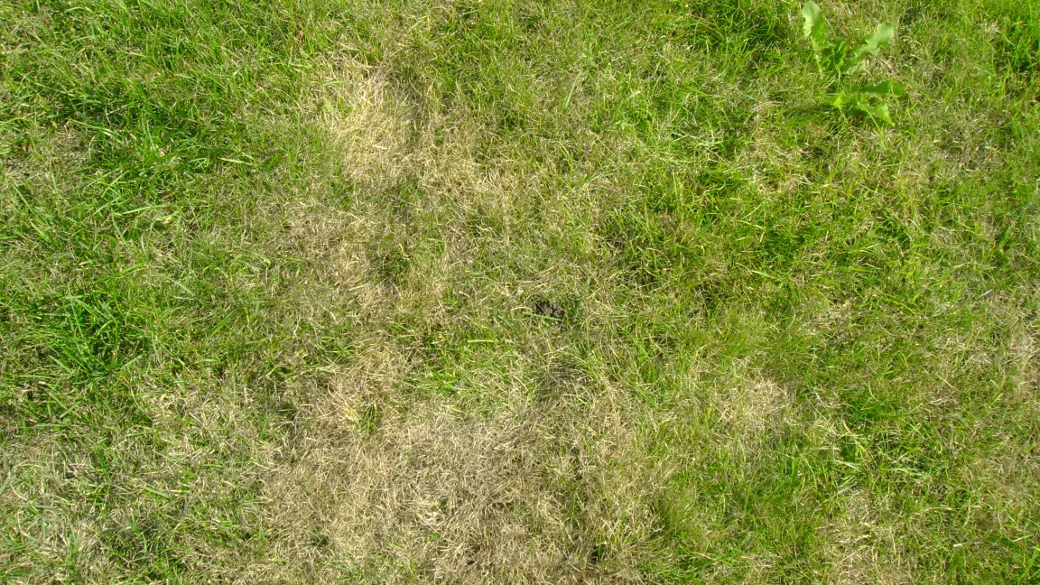 Schäden durch Engerlingsfraß von Gartenlaubkäfern im Rasen. Foto: Klaus Margraf