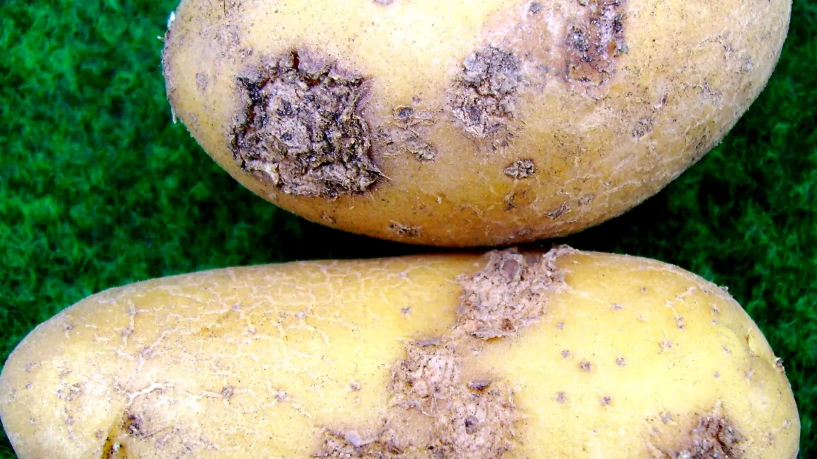 Schorf an Kartoffelknollen. Foto: Klaus Margraf