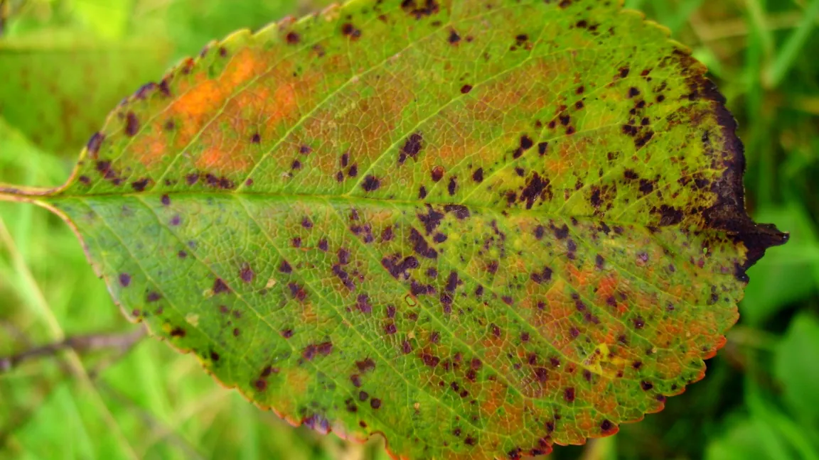 Sprühfleckenkrankheit an Sauerkirsche. Foto: Klaus Margraf