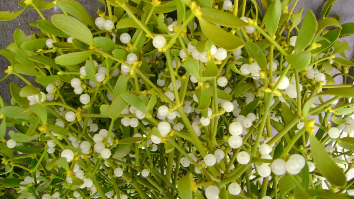 Üppiger Fruchtansatz bei Misteln.
Foto: Klaus Margraf